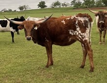 004/3 DAYDREAM BELIEVER 21/2 X EXP