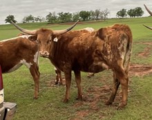 005/3 DAYTIME JAM 42/6 X EXP