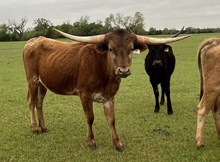 007/3 CLEAR SHADOW 90/5 X EXP