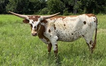 010/4 LADY BUG 220 X EXP