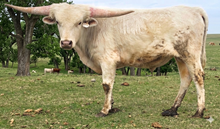 2430 PCC SILVER & GOLD BULL