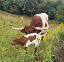 MM Maxim Trust Her Heart Hangin On 2 U bull