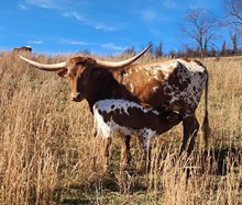 MM Maxim Profit Safari Hangin On 2 U bull calf