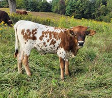 LTL Southern Diane 911 heifer