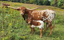 Maxim Profit Safari/ Hangin On 2U heifer?