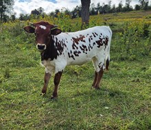 LTL Pretty Agnes 715 heifer 2025