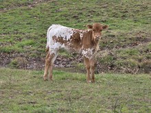 Midnight Magnolia x PCC Knight Force