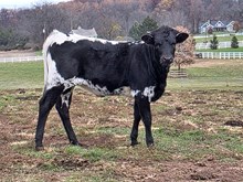 Dunn Re Deal x PCC Knight Force