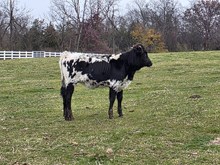 Awesome Magnolia x PCC Knight Force