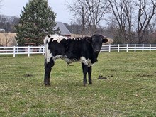 Jessabella x Knight Force 