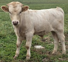 25 Rustic x Midas Bull