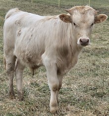 25 Rustic x Midas Bull