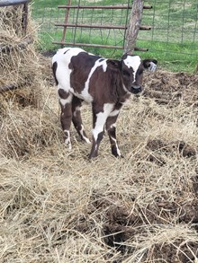 PCC Midas Touch X Saddle Jewel #1