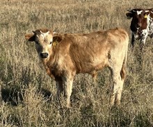 tempting life 25 bull