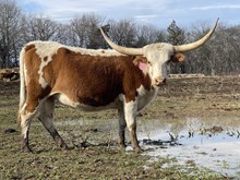 RR Catch’s Crème Brulee