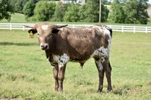 Kit Kat x Knight Force Bull