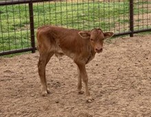 PCC MIDAS X RJF LADY GODIVA 238 TAG 513