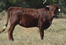 RJF TOUCH OF ROSES 514