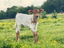 RR 20 Gauges of Desire