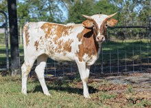 BISCUITS ON FIRE HCL