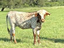 KDK CHEROKEE'S CALLA