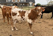 DIVA MAGNOLIA 🇺🇸