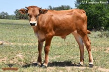 ROYAL'S BULL CALF 2025