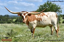 SEL CATCH KAMMY'S BEAUTY