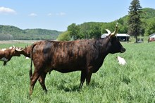 FHR Jeremiah's Pearl