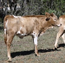 WL ROCKIN' JEWEL x PCC MIDAS TOUCH - 25