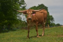 RR Catch Fifty Kisses