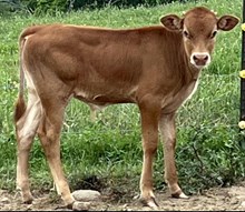 Baby Blues Bull 2025