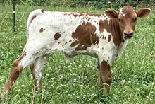 Cinnamon Spice Bull 2025