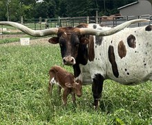 Miss Ruby J Heifer 2025