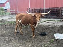 YMI Catching Pennies
