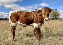 Jeremiah's Shepherd 2S