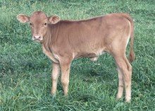 2025 Heifer (Morning Glory)