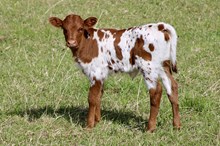 DW LOADED HONEY X YR ROSCOE 2025 HEIFER