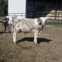 WL JAMMIN AMELIA x PCC MIDAS TOUCH