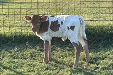 591 Unnamed Heifer