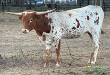 HELM Summer Rain 442