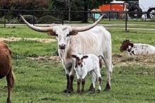 KCM Unnamed Bull 441