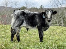 2025 Bull (Moonlight Temptation)