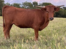 Refuge 24 Heifer