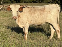 American 24 Heifer