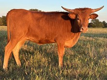 Jamaka 24 Heifer