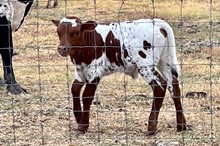 Unnamed Steer 384