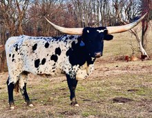 Don't Stop Lady Night