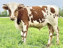 Driving Home Bull 2024