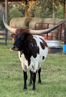 Cowboy's Precious Lady